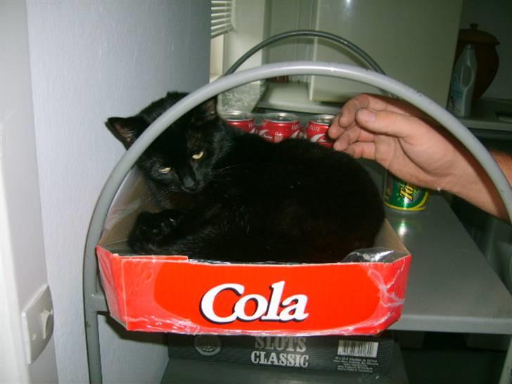 Huskat Bette Skid billede 6