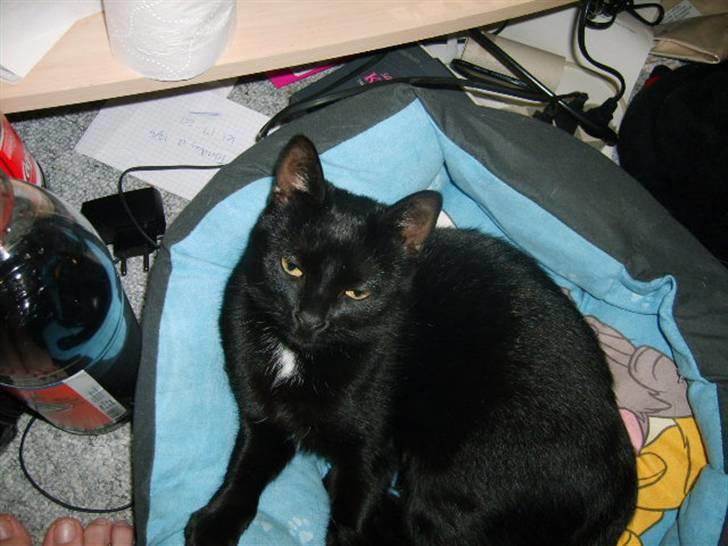 Huskat Bette Skid billede 7