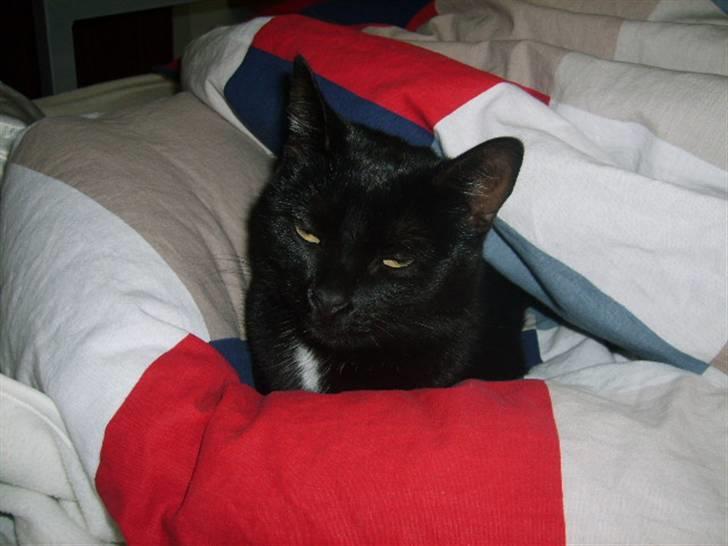 Huskat Bette Skid - her putter hun lige under dynen billede 9