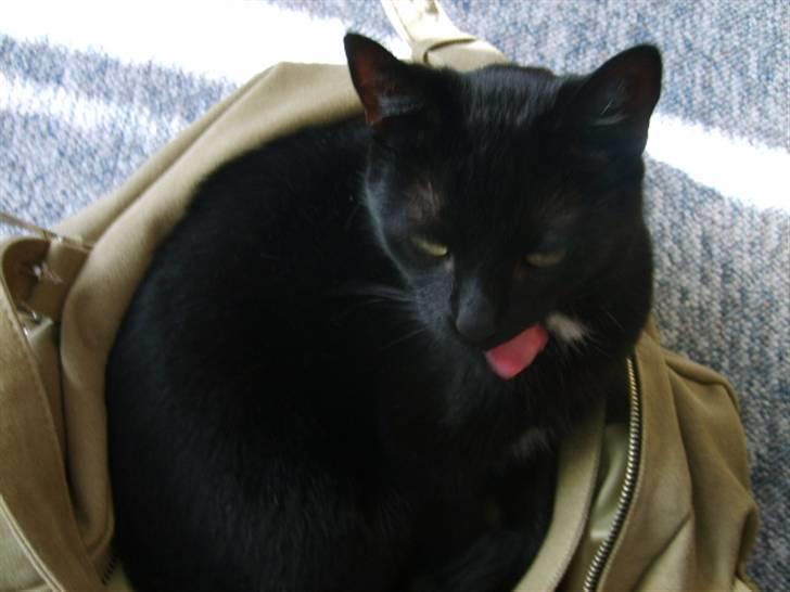 Huskat Bette Skid - så ligger hun lige i min taske og gør sig lækker billede 10