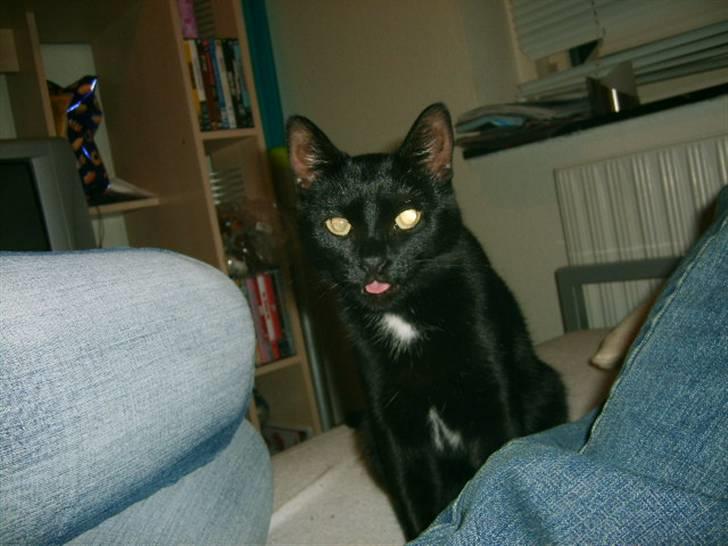 Huskat Bette Skid billede 11