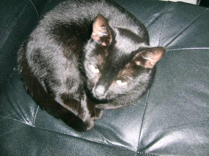 Huskat Bette Skid billede 12