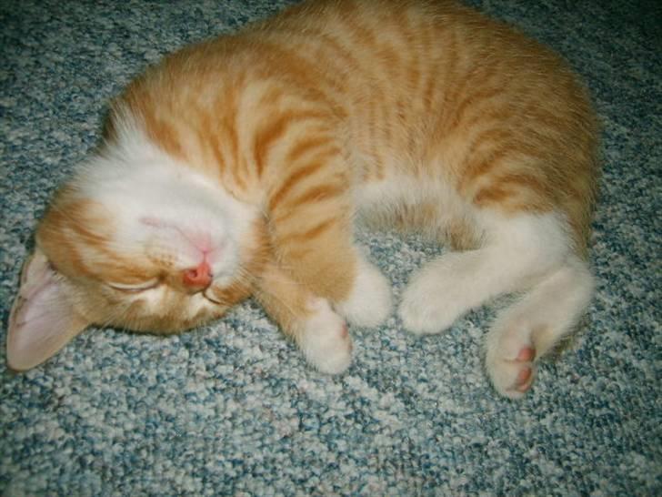 Huskat Bandit - da han var killing billede 6