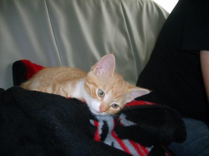 Huskat Bandit - da han var killing billede 7