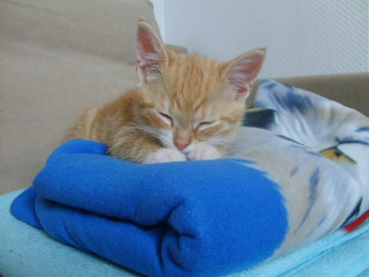 Huskat Bandit - da han var killing billede 8