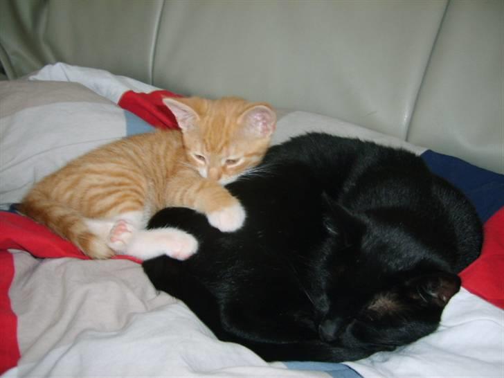 Huskat Bandit - her ligger han lige sammen med bette skid da han var killing billede 9