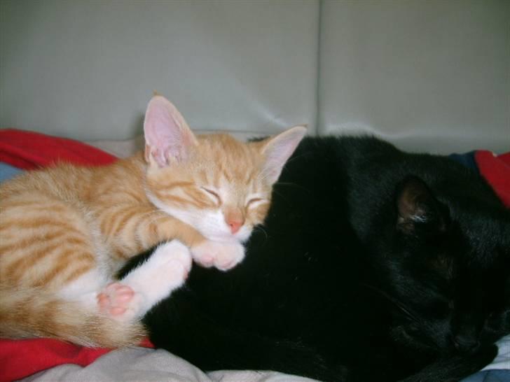 Huskat Bandit billede 10