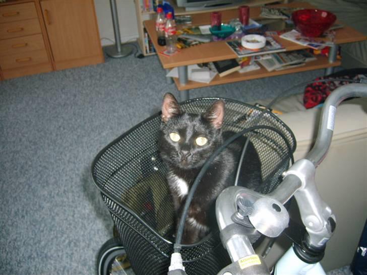 Huskat Bette Skid - her sidder hun lige i min cykelkurv billede 14