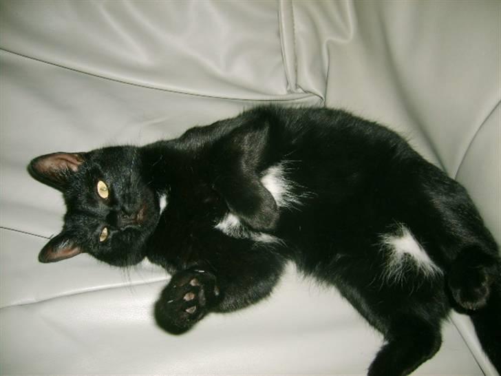 Huskat Bette Skid billede 15