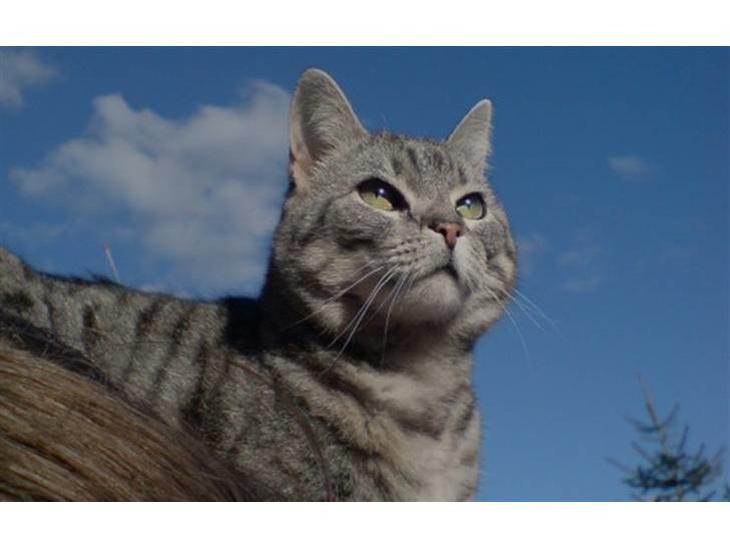 Huskat Miss Betty billede 1