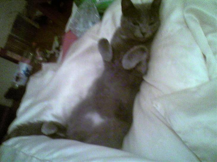 {{currentPhoto.altText}} billede {{currentPhoto.number}}