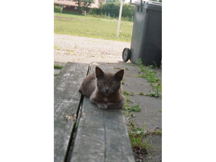 Huskat Speedy  forsvundet billede 1