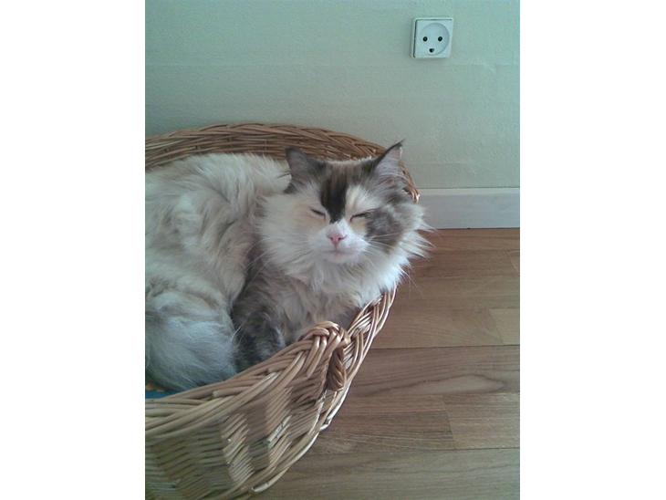 {{currentPhoto.altText}} billede {{currentPhoto.number}}