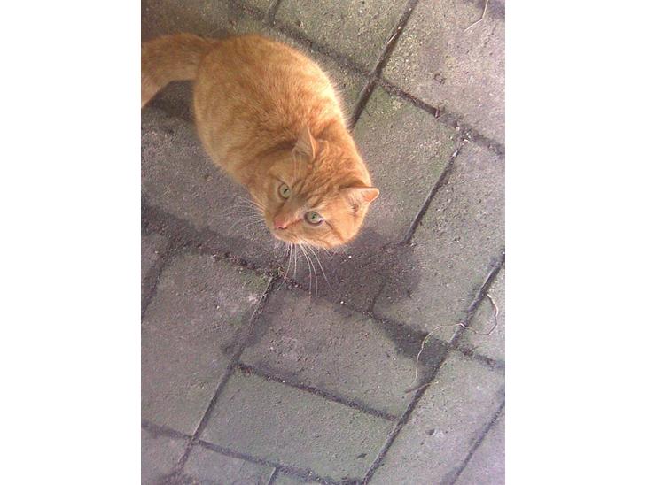 Blanding af racer simba - hej med jer  og velkommen billede 1