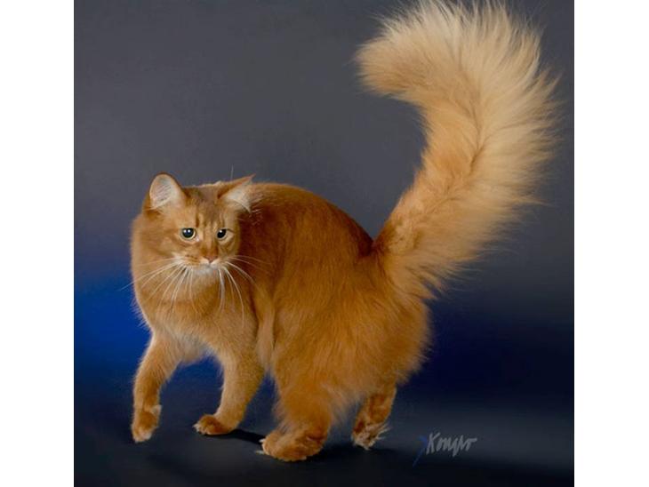 Somali Dushara Simba Sam billede 1