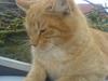 Huskat Garfield (Giffe) [ Himmelkat]