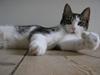 Huskat Fu Quan