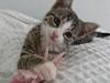 Huskat Cleo
