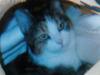 Huskat Trille