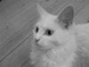Maine Coon Freya