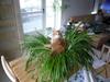 Maine Coon Ramses
