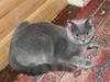 British Shorthair Moore Beauty Dee