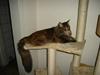 Maine Coon tulle(crane-coon)