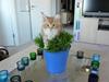 Maine Coon Sethi