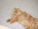 Perser Teddy