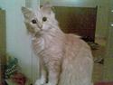 Blanding af racer pjuske R.I.P min elskede