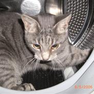Blanding af racer Mimi