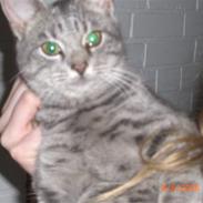 Blanding af racer Mimi