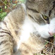 Huskat Ziggy<3 Lærke's