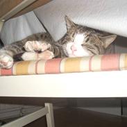 Huskat Ziggy<3 Lærke's