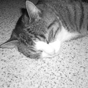 Huskat Ziggy<3 Lærke's