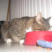 Huskat Ziggy<3 Lærke's