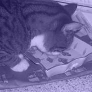 Huskat Ziggy<3 Lærke's