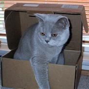 British Shorthair Gilroy