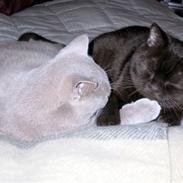 British Shorthair Gilroy