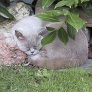British Shorthair Gilroy