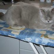 British Shorthair Gilroy