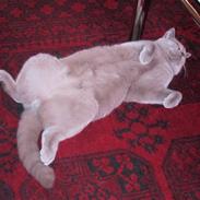 British Shorthair Gilroy