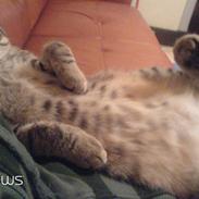 Blanding af racer Misseling