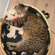 Blanding af racer Misseling