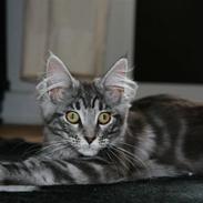 Maine Coon Elanore 