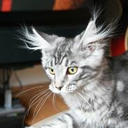 Maine Coon Elanore 