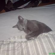 Russian Blue Linka. Ikke længere min:(