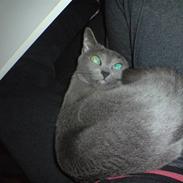 Russian Blue Linka. Ikke længere min:(