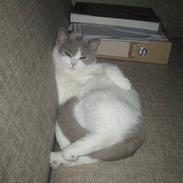 British Shorthair Luna