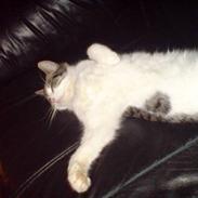 Huskat Thor-Mis (Thor)